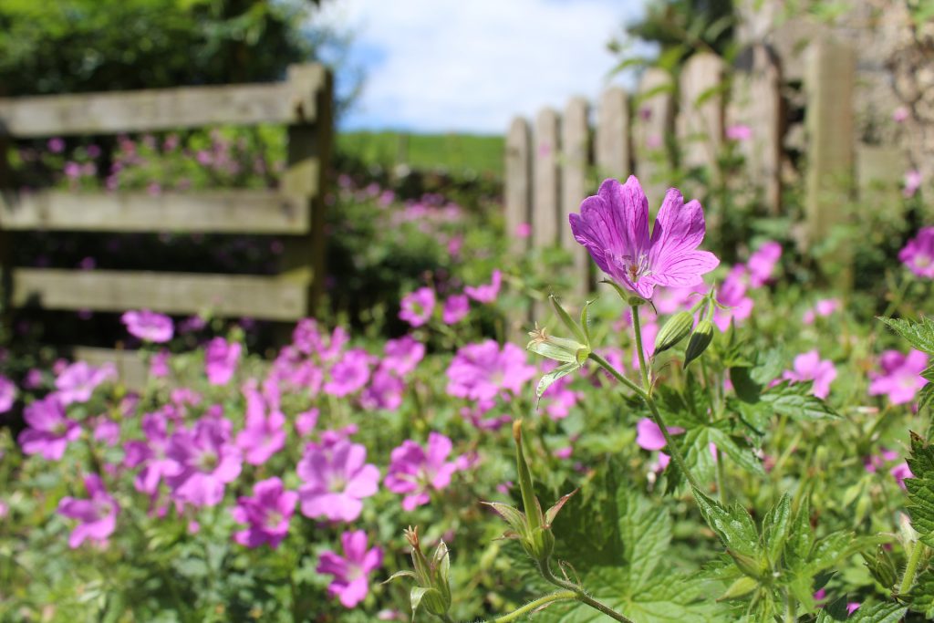 Des fleurs sauvages violettes dans un jardin anglais