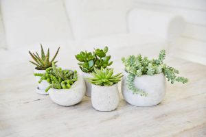 Petits pots de plantes grasses sur une table blanche