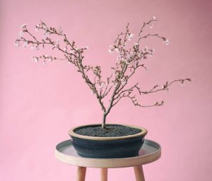 Bonsaï aux fleurs roses posé sur un tabouret en bois et métal, devant un mur rose