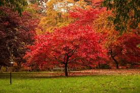 Le jardin en automne