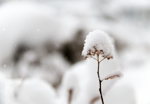 Comment protéger ses plantes pendant l’hiver ?