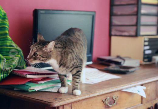 Préparer sa maison pour l’arrivée d’un chat