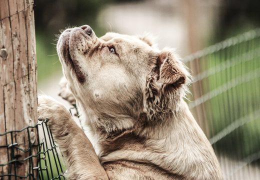 Comment aménager son extérieur pour son animal de compagnie ?