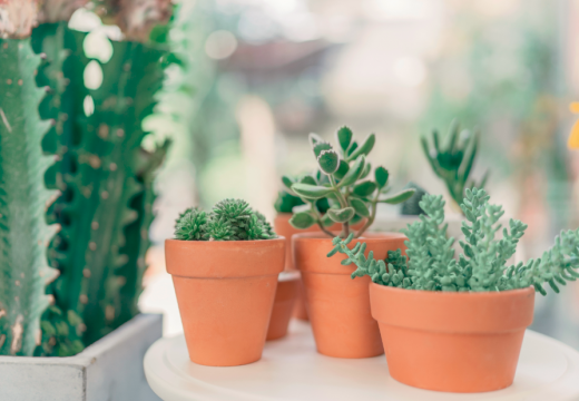 Comment choisir ses plantes selon le style de sa déco ?