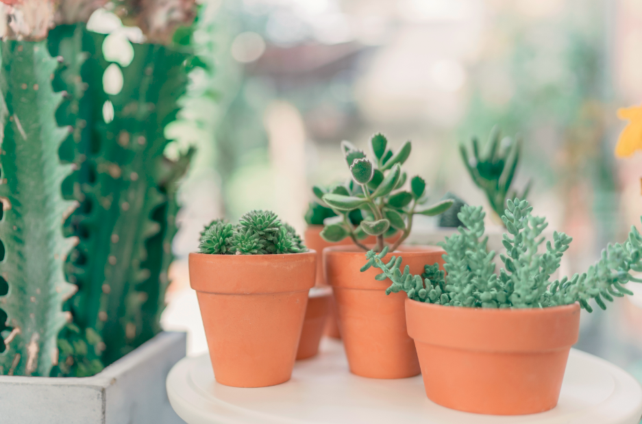 Pots en terre cuite de plantes grasses