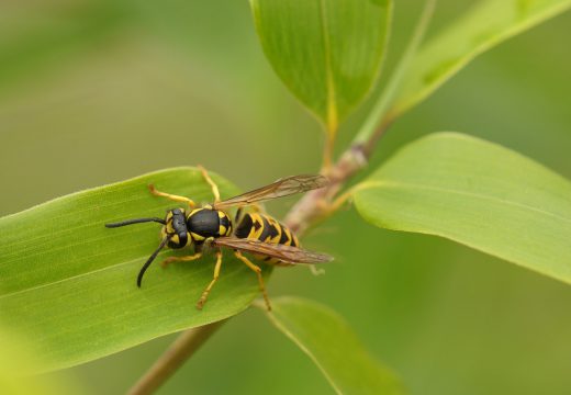 Que faire contre les guêpes au jardin ?