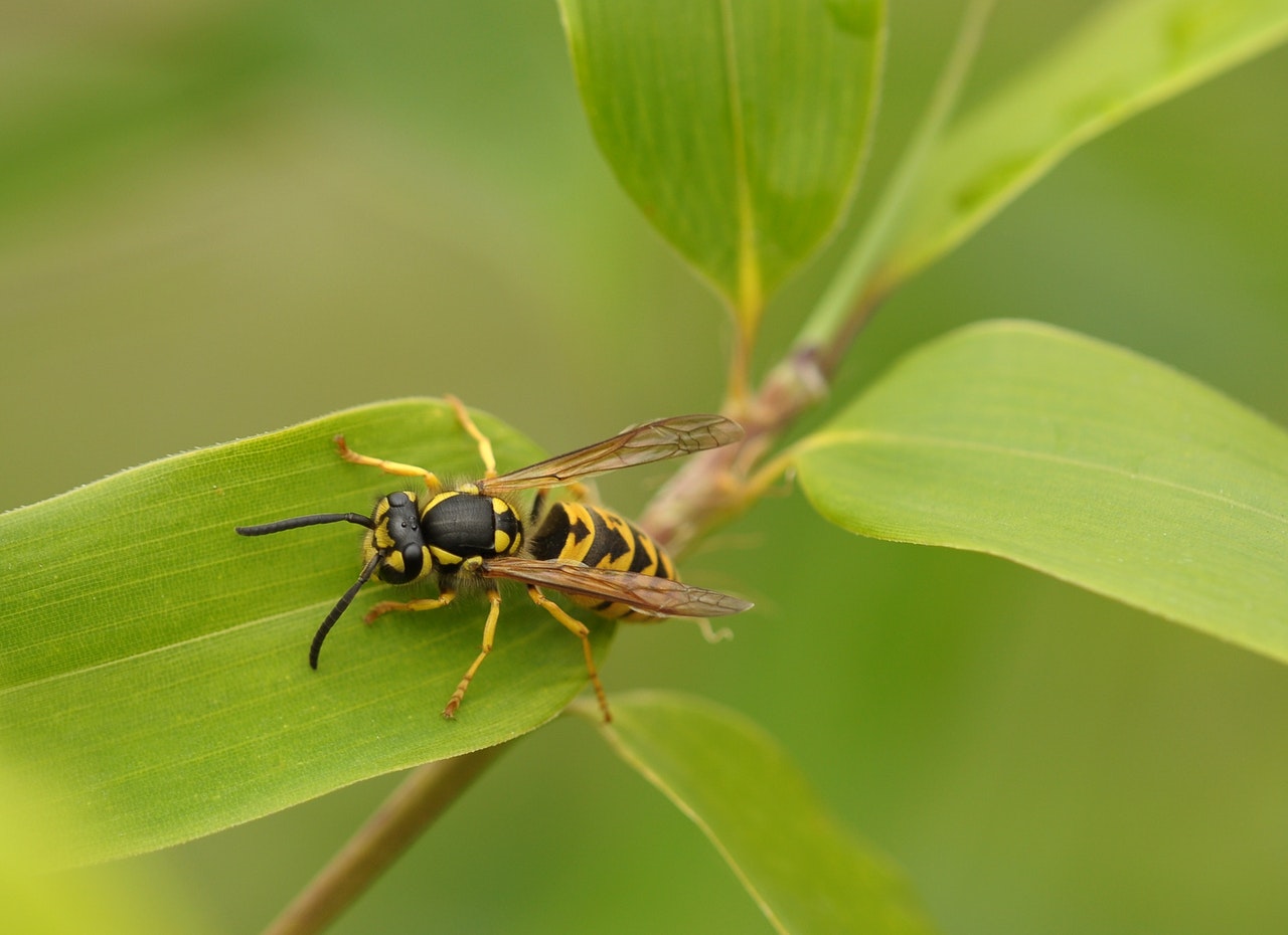 guêpe posée sur la feuille d'une plante