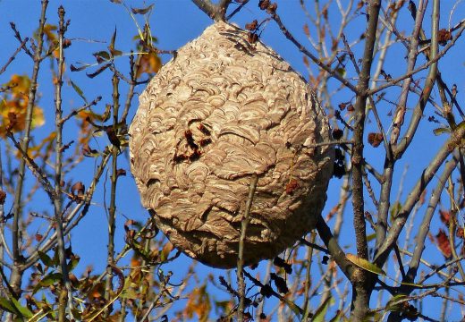 Pourquoi protéger son jardin des frelons ?