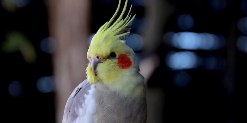 5 idées d’aménagements pour vos animaux de compagnie